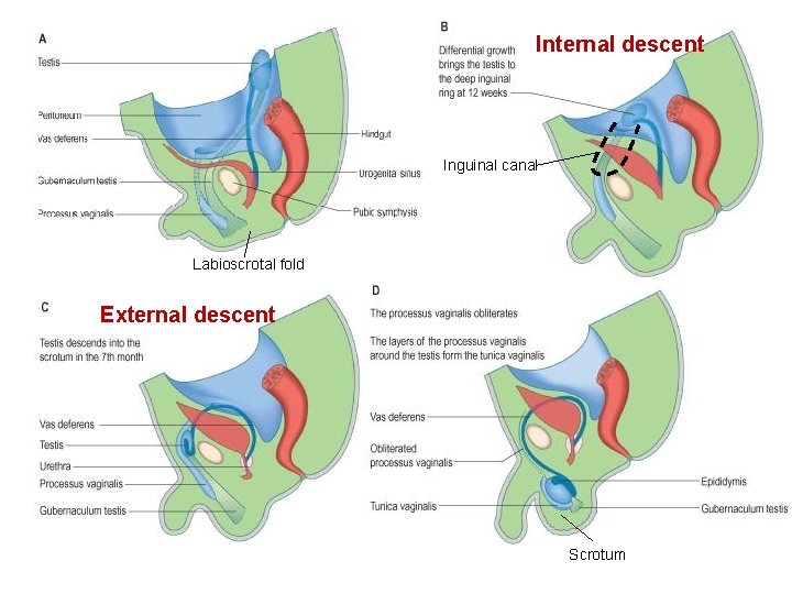 Internal descent Inguinal canal Labioscrotal fold External descent Scrotum 