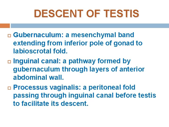 DESCENT OF TESTIS Gubernaculum: a mesenchymal band extending from inferior pole of gonad to