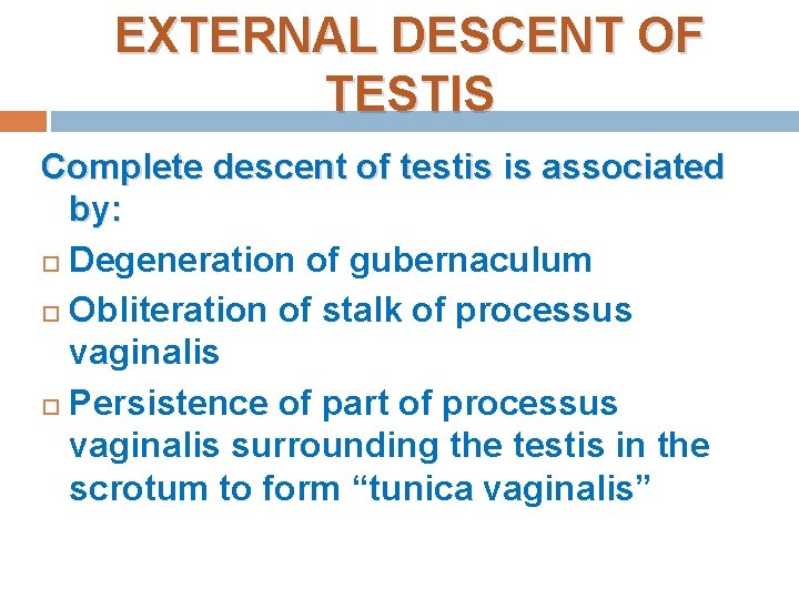 EXTERNAL DESCENT OF TESTIS Complete descent of testis is associated by: Degeneration of gubernaculum