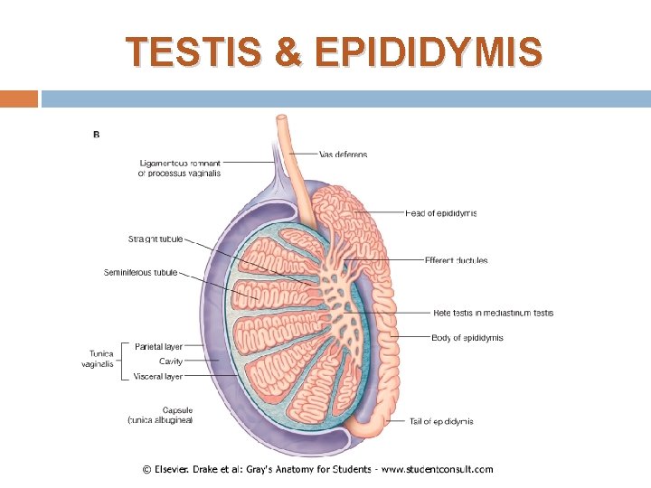 TESTIS & EPIDIDYMIS 