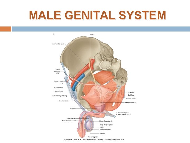 MALE GENITAL SYSTEM 