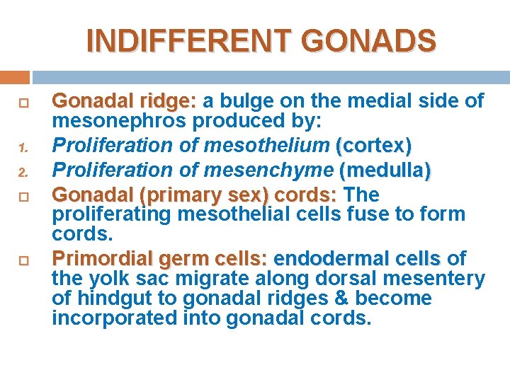 INDIFFERENT GONADS 1. 2. Gonadal ridge: a bulge on the medial side of mesonephros