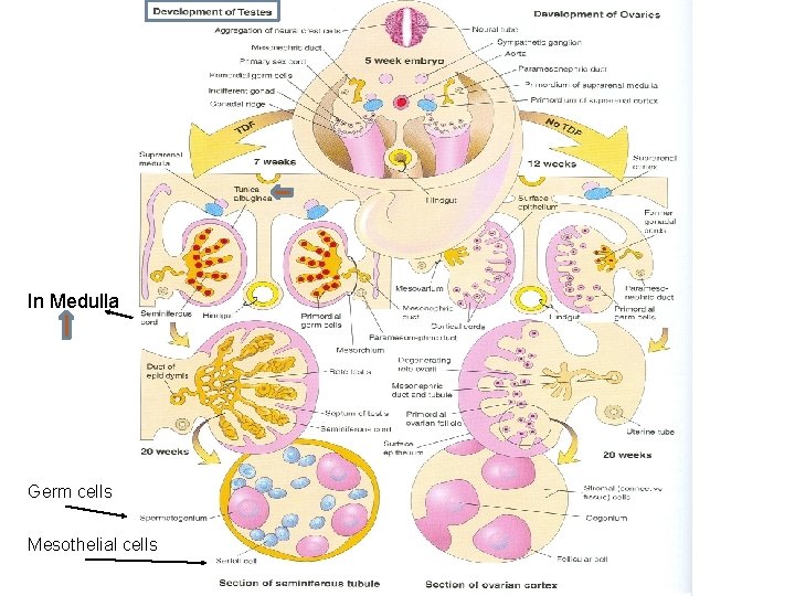 In Medulla Germ cells Mesothelial cells 