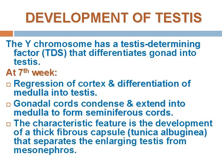 DEVELOPMENT OF TESTIS The Y chromosome has a testis-determining factor (TDS) that differentiates gonad
