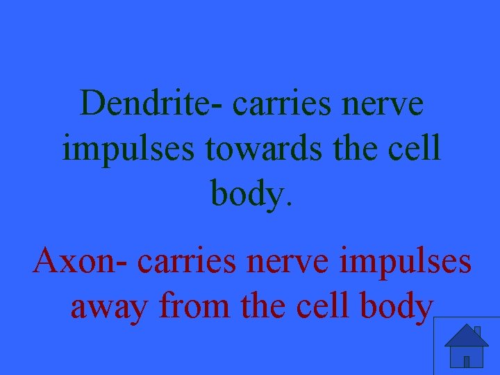 Dendrite- carries nerve impulses towards the cell body. Axon- carries nerve impulses away from