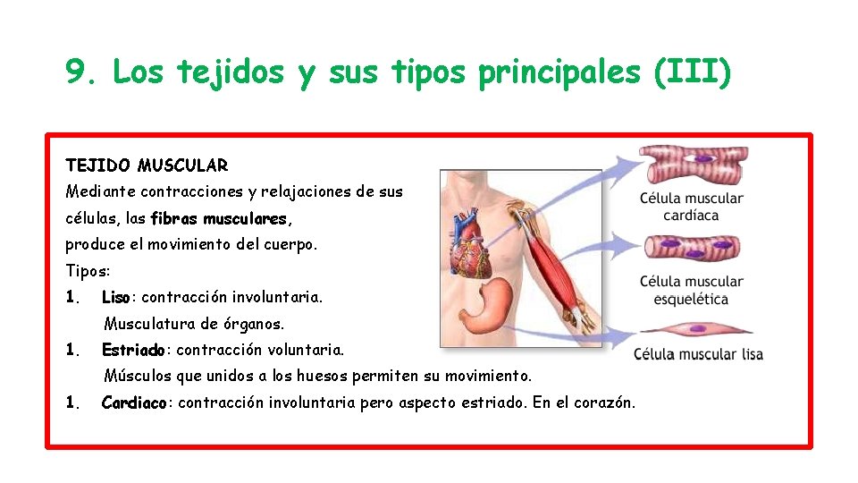 9. Los tejidos y sus tipos principales (III) TEJIDO MUSCULAR Mediante contracciones y relajaciones