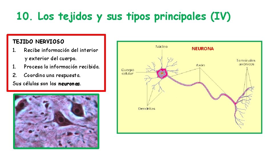 10. Los tejidos y sus tipos principales (IV) TEJIDO NERVIOSO 1. Recibe información del