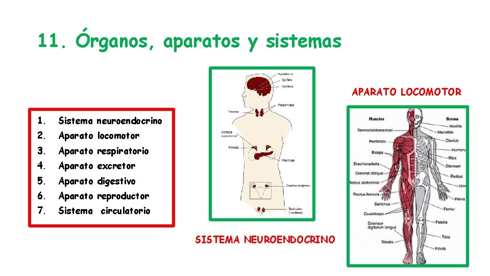 11. Órganos, aparatos y sistemas APARATO LOCOMOTOR 1. Sistema neuroendocrino 2. Aparato locomotor 3.