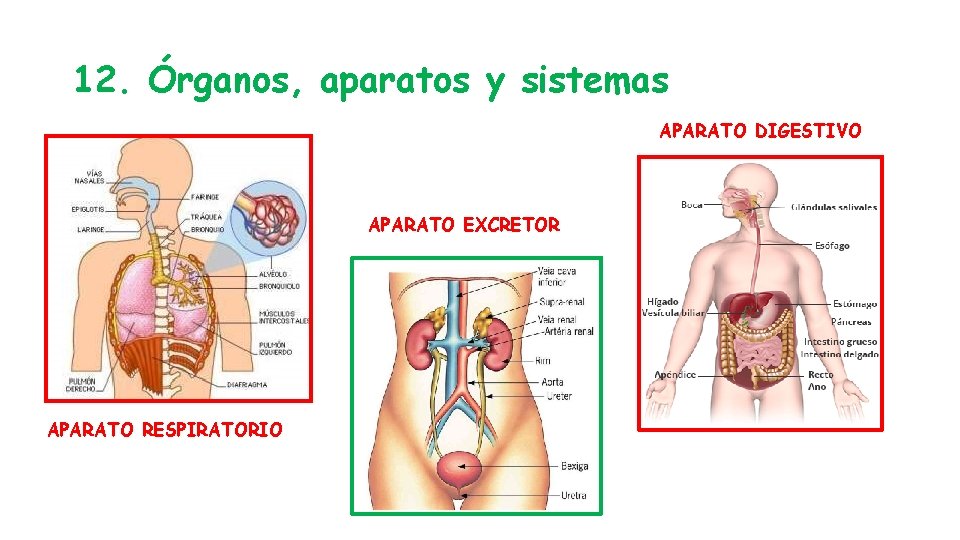 12. Órganos, aparatos y sistemas APARATO DIGESTIVO APARATO EXCRETOR APARATO RESPIRATORIO 