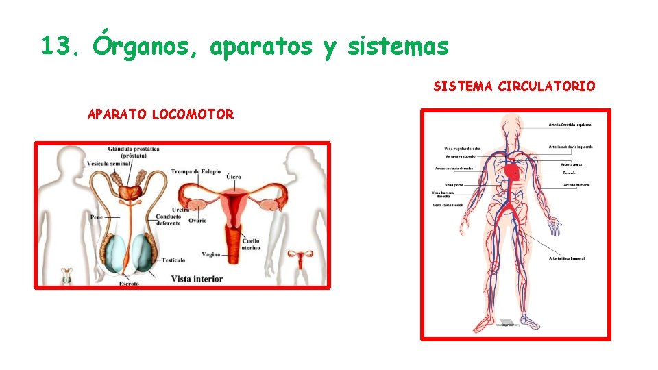 13. Órganos, aparatos y sistemas SISTEMA CIRCULATORIO APARATO LOCOMOTOR 