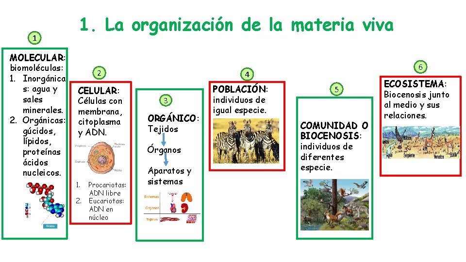 1 MOLECULAR: biomoléculas: 1. Inorgánica s: agua y sales minerales. 2. Orgánicas: gúcidos, lípidos,