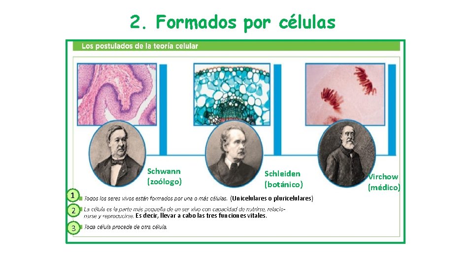 2. Formados por células Schwann (zoólogo) 1 2 3 Schleiden (botánico) (Unicelulares o pluricelulares)