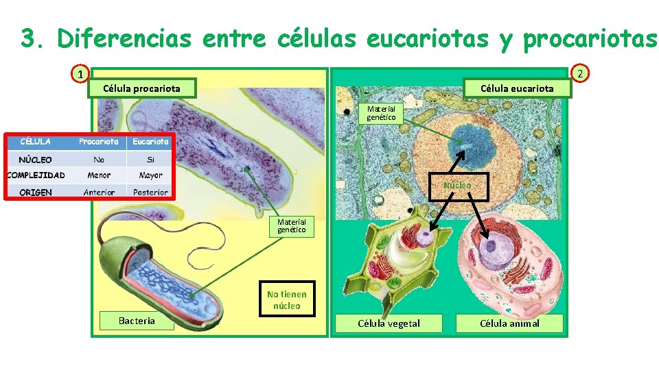 3. Diferencias entre células eucariotas y procariotas 2 1 Célula procariota Célula eucariota Material