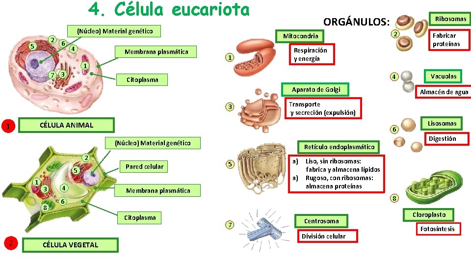 4. Célula eucariota (Núcleo) Material genético 2 5 7 6 4 Membrana plasmática 1