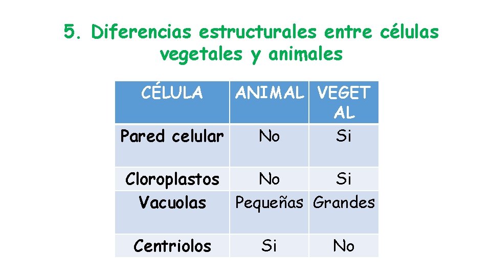 5. Diferencias estructurales entre células vegetales y animales CÉLULA ANIMAL VEGET AL Pared celular