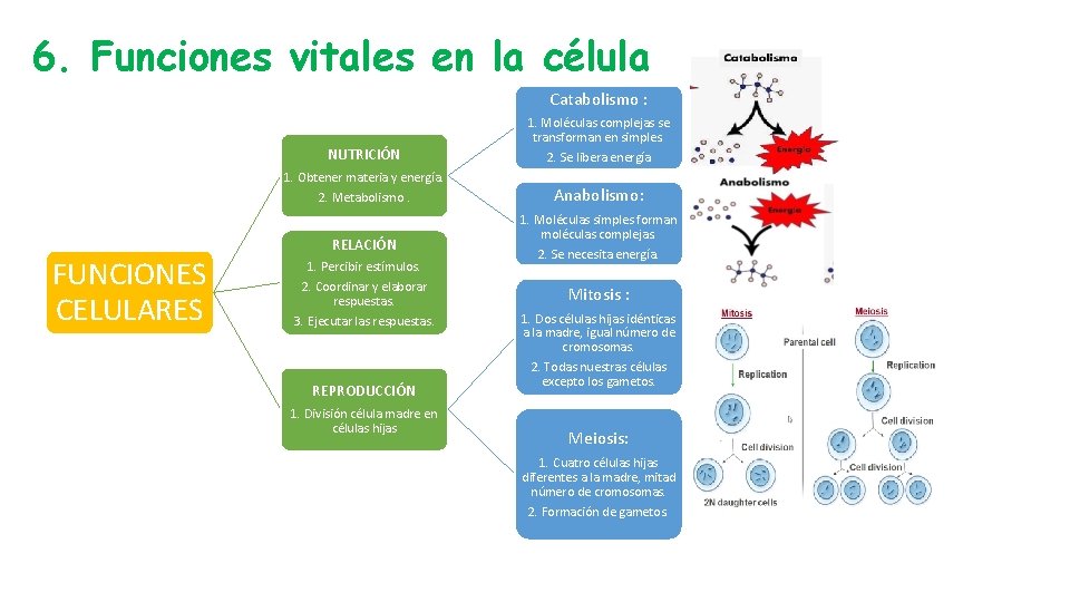 6. Funciones vitales en la célula Catabolismo : NUTRICIÓN 1. Moléculas complejas se transforman