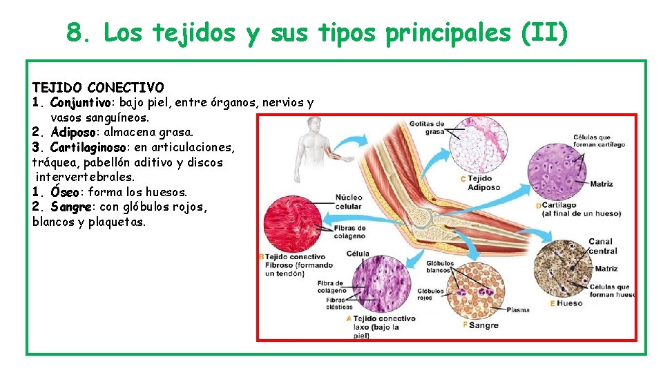 8. Los tejidos y sus tipos principales (II) TEJIDO CONECTIVO 1. Conjuntivo: bajo piel,