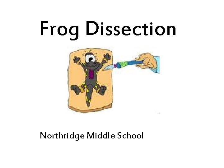 Frog Dissection Northridge Middle School 