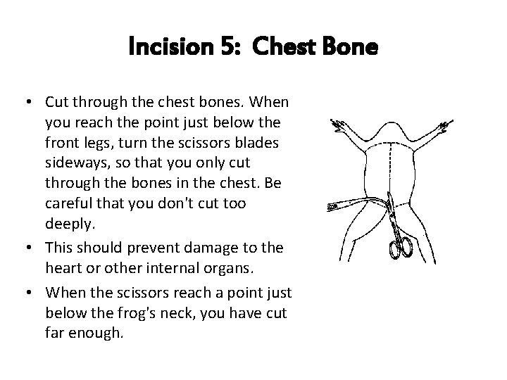 Incision 5: Chest Bone • Cut through the chest bones. When you reach the