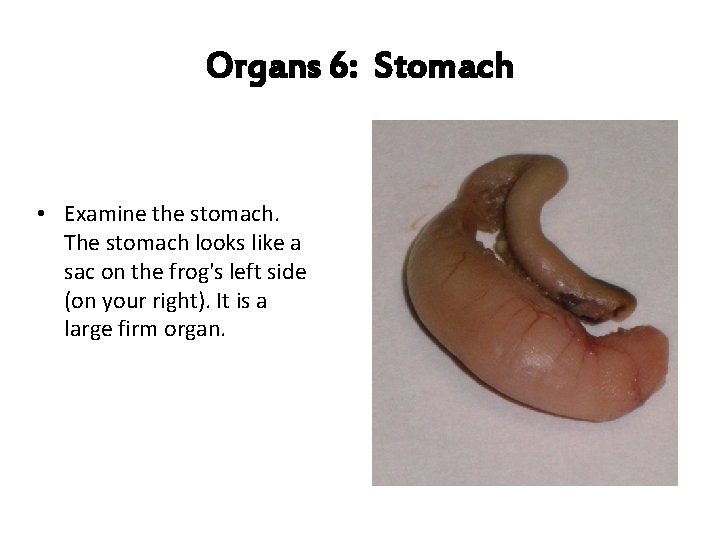 Organs 6: Stomach • Examine the stomach. The stomach looks like a sac on