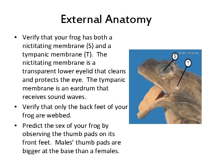 External Anatomy • Verify that your frog has both a nictitating membrane (S) and