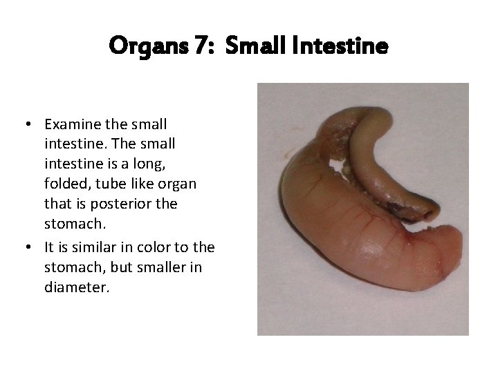 Organs 7: Small Intestine • Examine the small intestine. The small intestine is a