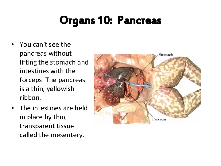 Organs 10: Pancreas • You can't see the pancreas without lifting the stomach and