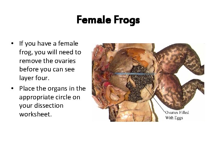 Female Frogs • If you have a female frog, you will need to remove
