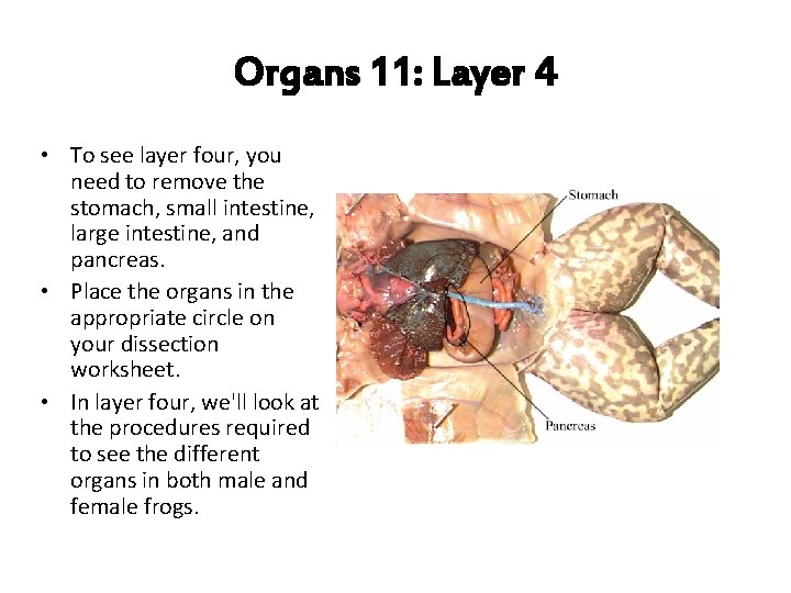 Organs 11: Layer 4 • To see layer four, you need to remove the