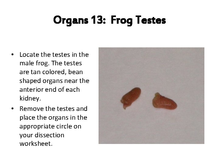 Organs 13: Frog Testes • Locate the testes in the male frog. The testes