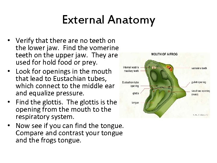 External Anatomy • Verify that there are no teeth on the lower jaw. Find