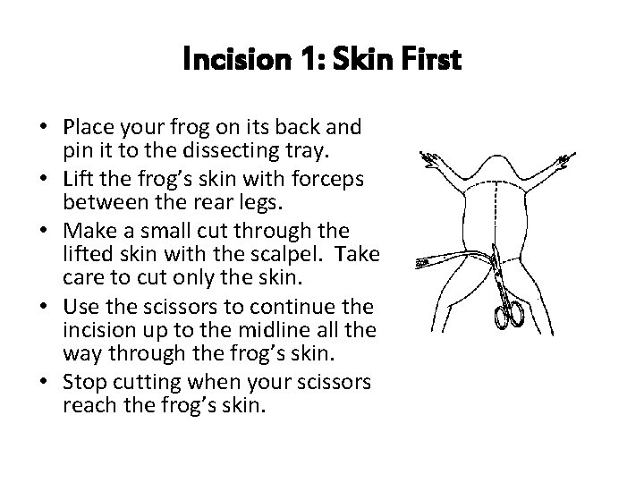 Incision 1: Skin First • Place your frog on its back and pin it