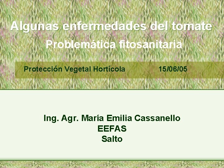 Algunas enfermedades del tomate Problemática fitosanitaria Protección Vegetal Hortícola 15/06/05 Ing. Agr. María Emilia