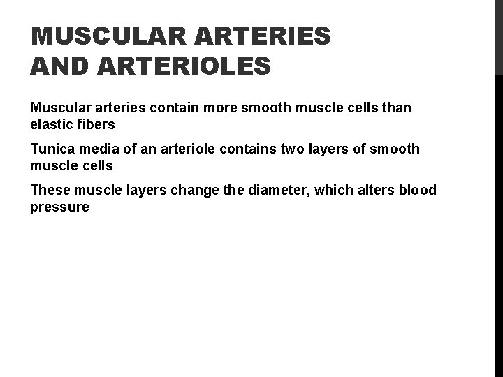 MUSCULAR ARTERIES AND ARTERIOLES Muscular arteries contain more smooth muscle cells than elastic fibers