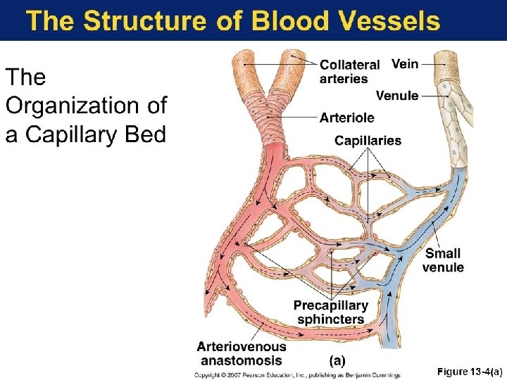 13 1 Arteries Arterioles Capillaries Venules And Veins