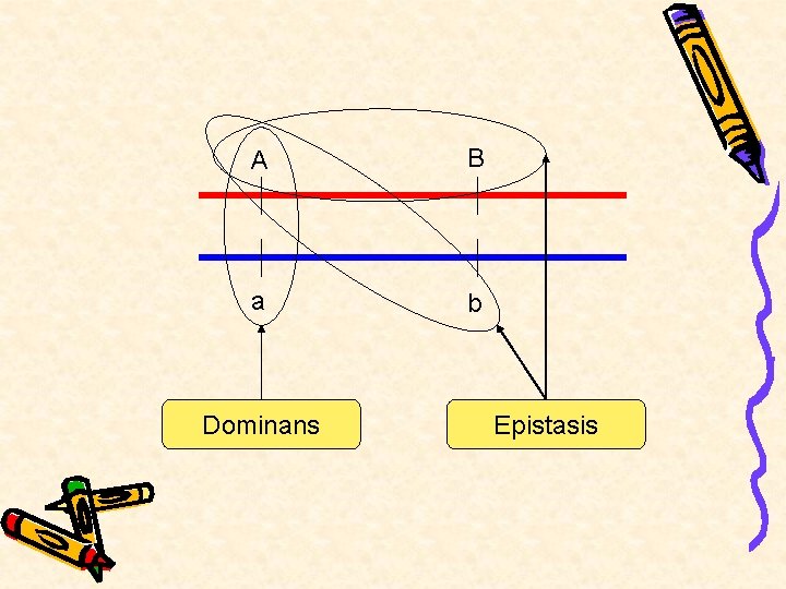 A B a b Dominans Epistasis 