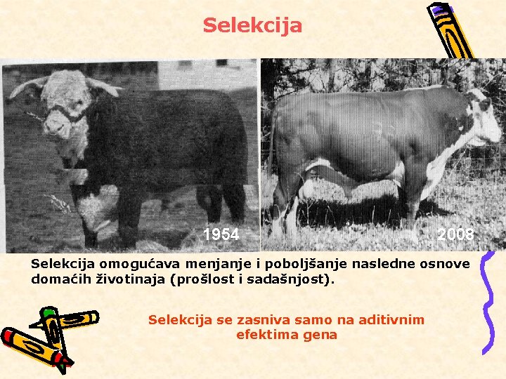 Selekcija 1954 2008 Selekcija omogućava menjanje i poboljšanje nasledne osnove domaćih životinaja (prošlost i