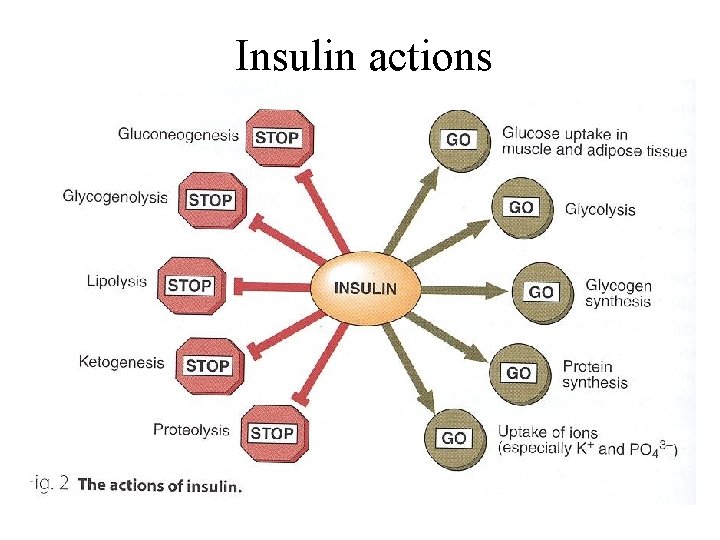 Insulin actions 