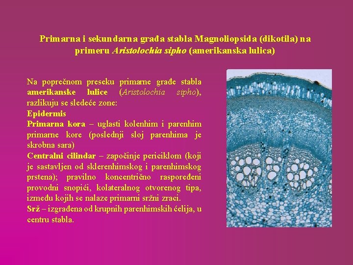 Primarna i sekundarna građa stabla Magnoliopsida (dikotila) na primeru Aristolochia sipho (amerikanska lulica) Na