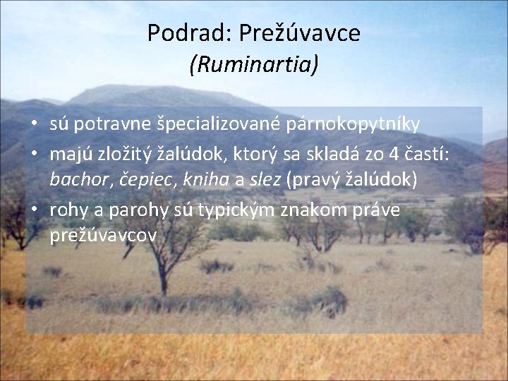 Podrad: Prežúvavce (Ruminartia) • sú potravne špecializované párnokopytníky • majú zložitý žalúdok, ktorý sa