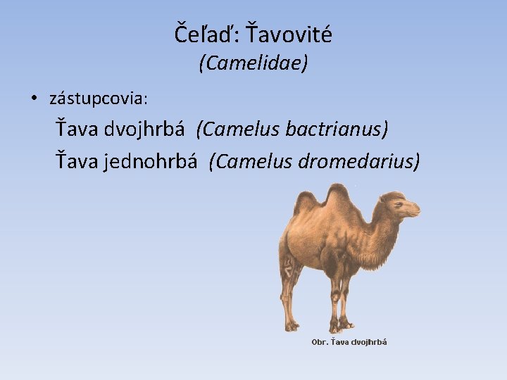 Čeľaď: Ťavovité (Camelidae) • zástupcovia: Ťava dvojhrbá (Camelus bactrianus) Ťava jednohrbá (Camelus dromedarius) 