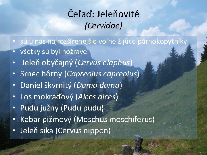 Čeľaď: Jeleňovité (Cervidae) • sú u nás najrozšírenejšie voľne žijúce párnokopytníky • všetky sú