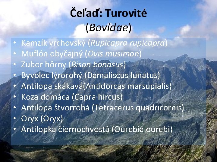 Čeľaď: Turovité (Bovidae) • • • Kamzík vrchovský (Rupicapra rupicapra) Muflón obyčajný (Ovis musimon)