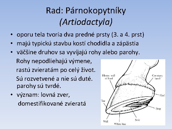 Rad: Párnokopytníky (Artiodactyla) • oporu tela tvoria dva predné prsty (3. a 4. prst)