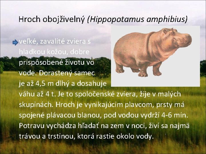 Hroch obojživelný (Hippopotamus amphibius) veľké, zavalité zviera s hladkou kožou, dobre prispôsobené životu vo