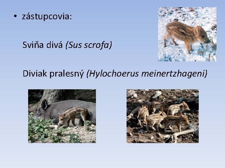  • zástupcovia: Sviňa divá (Sus scrofa) Diviak pralesný (Hylochoerus meinertzhageni) 