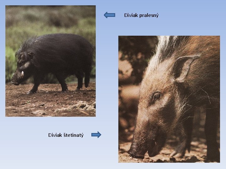 Diviak pralesný Diviak štetinatý 