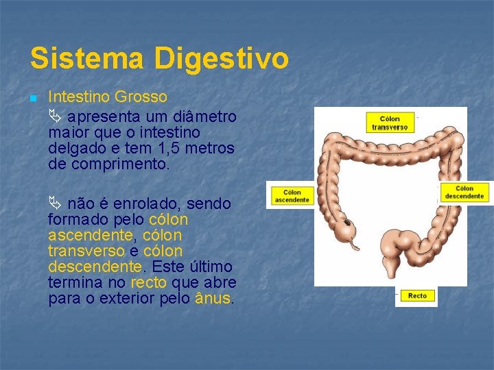 Sistema Digestivo n Intestino Grosso apresenta um diâmetro maior que o intestino delgado e