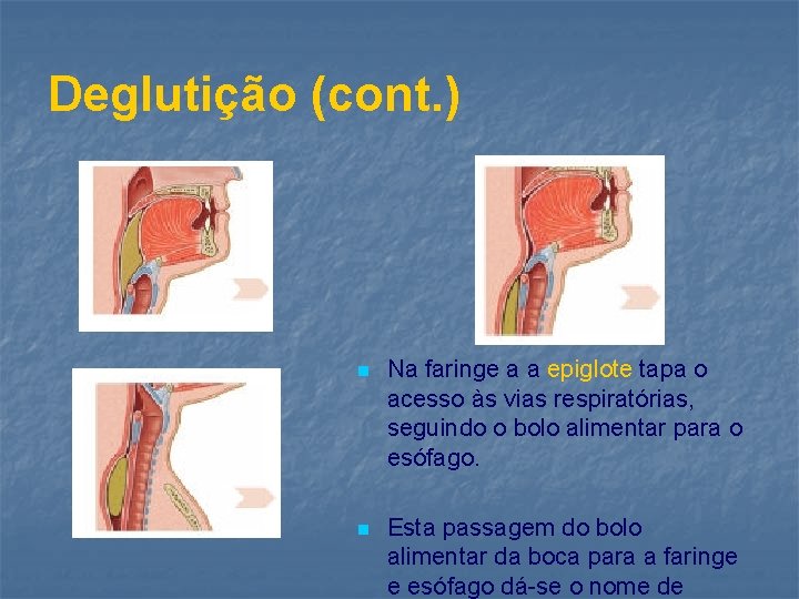 Deglutição (cont. ) n Na faringe a a epiglote tapa o acesso às vias