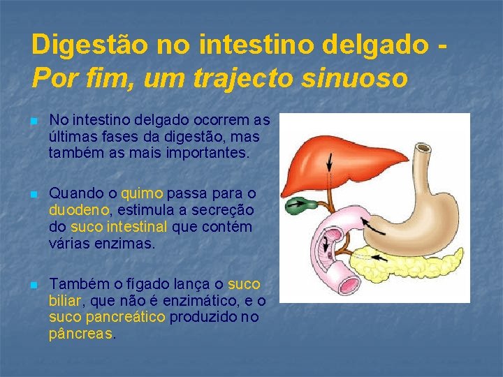 Digestão no intestino delgado Por fim, um trajecto sinuoso n No intestino delgado ocorrem